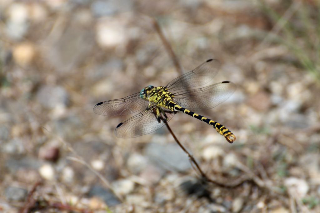 Onychogomphus forcipatus?